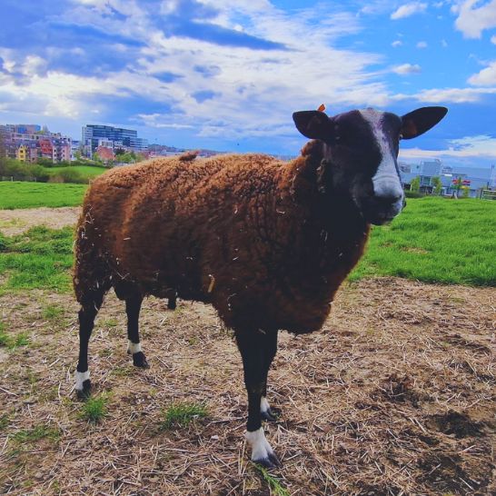 bélier zwartbles