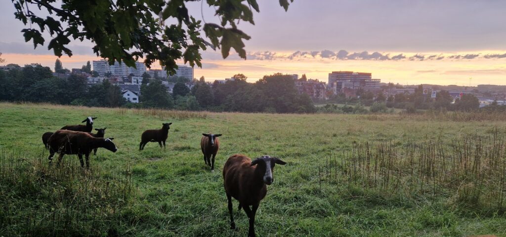 Brebis en prairie