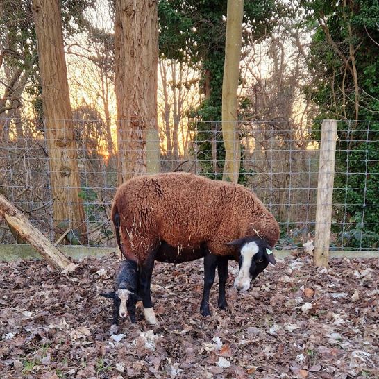 Naissance agneau zwartbles