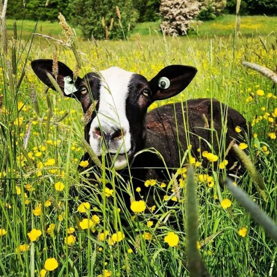 Brebis zwartbles dans l'herbe